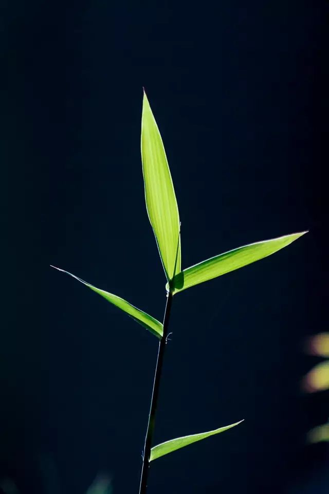 如何拍好暗黑背景的花？这篇文章给你讲透了！