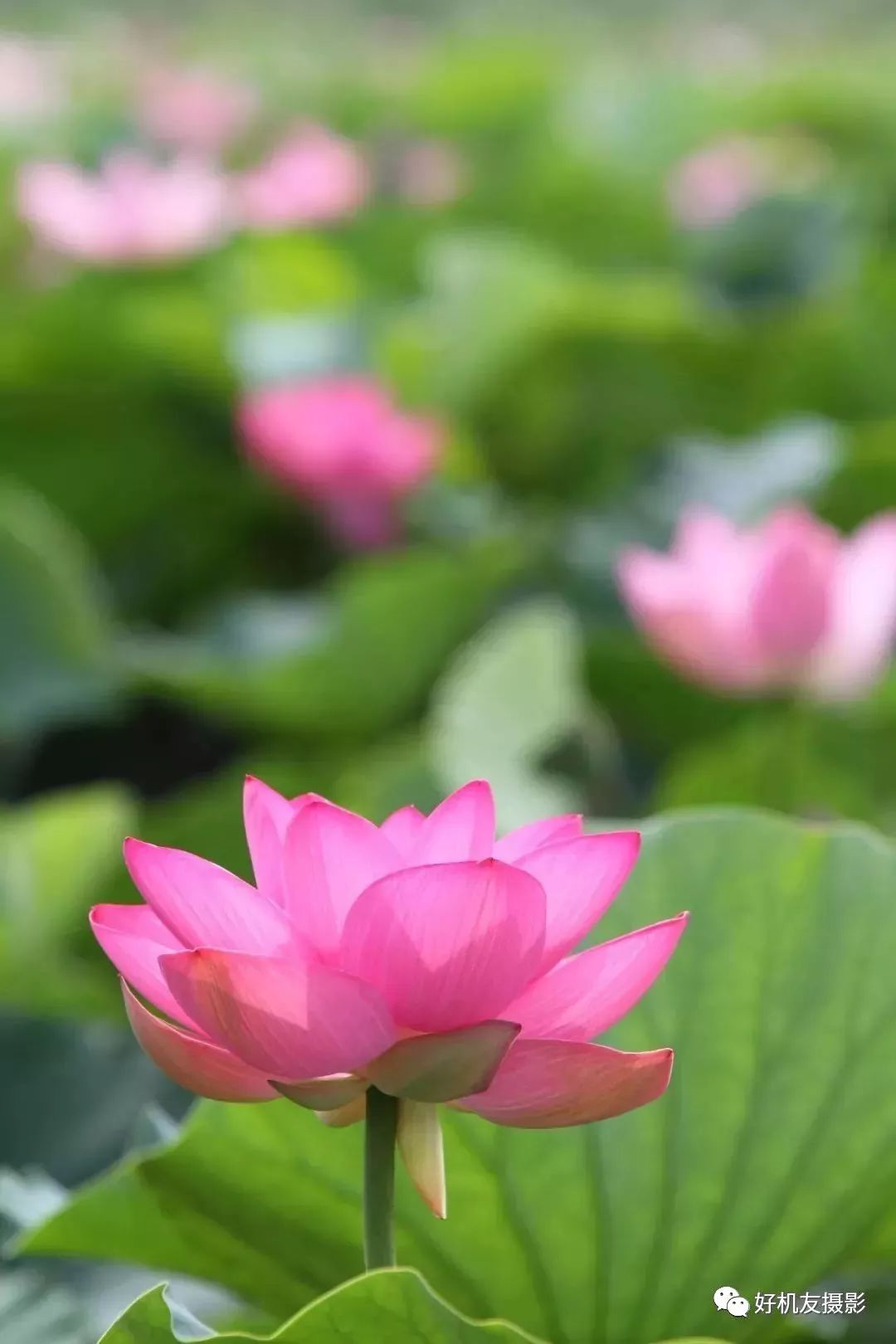 你还在用老方法拍花吗？今年春天是该玩点不一样的了！