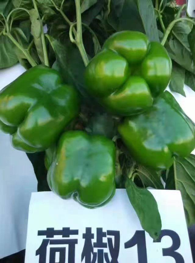 菜椒品种大全及图片