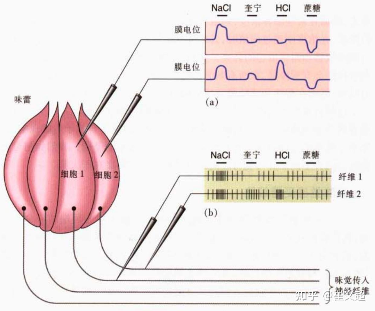 从神经科学到人工智能（十二）- 感觉：味觉、嗅觉和触觉