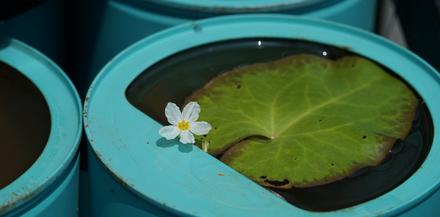 水葫芦、星光草……辰山植物园将1200个空奶粉罐变身创意植物景观