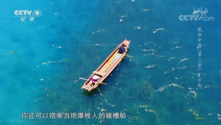 泸沽湖航拍上热搜！湖面盛开的“水性杨花”，竟是《诗经》里的荇菜？