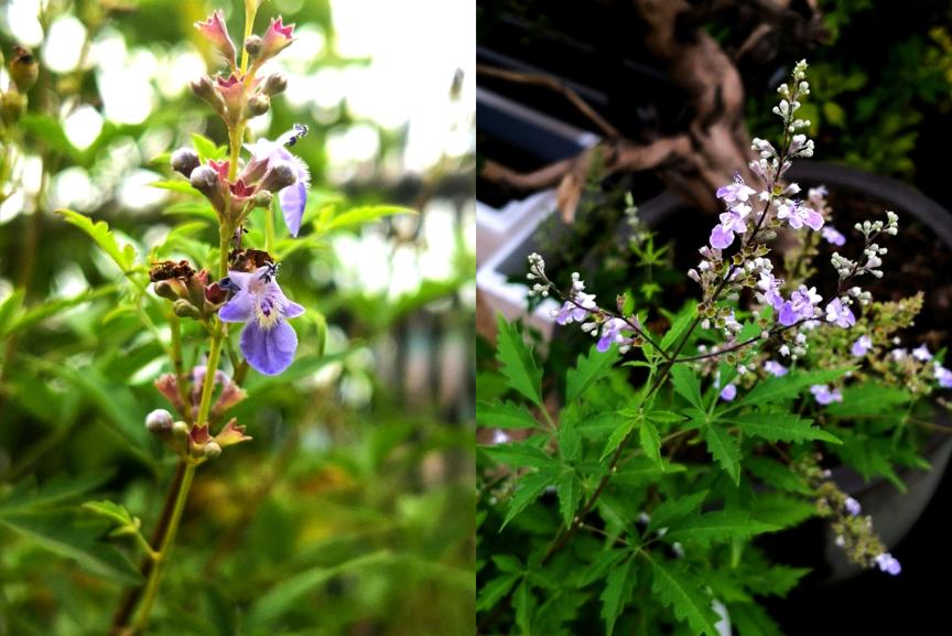 科普 | 北方10种室外夏花植物推荐——我的露台六月花事总结