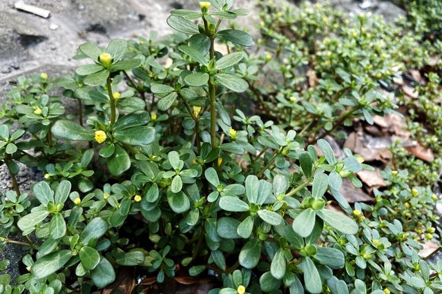 孕妇十大禁忌蔬菜 孕妇不能吃的蔬菜 怀孕不能吃哪些蔬菜