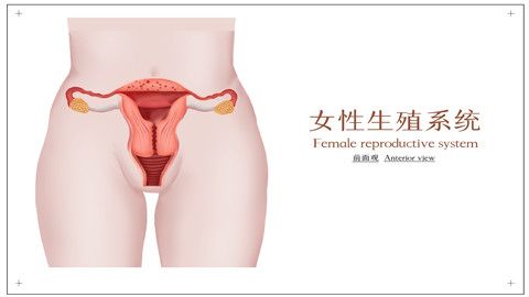 女性尿失禁的原因