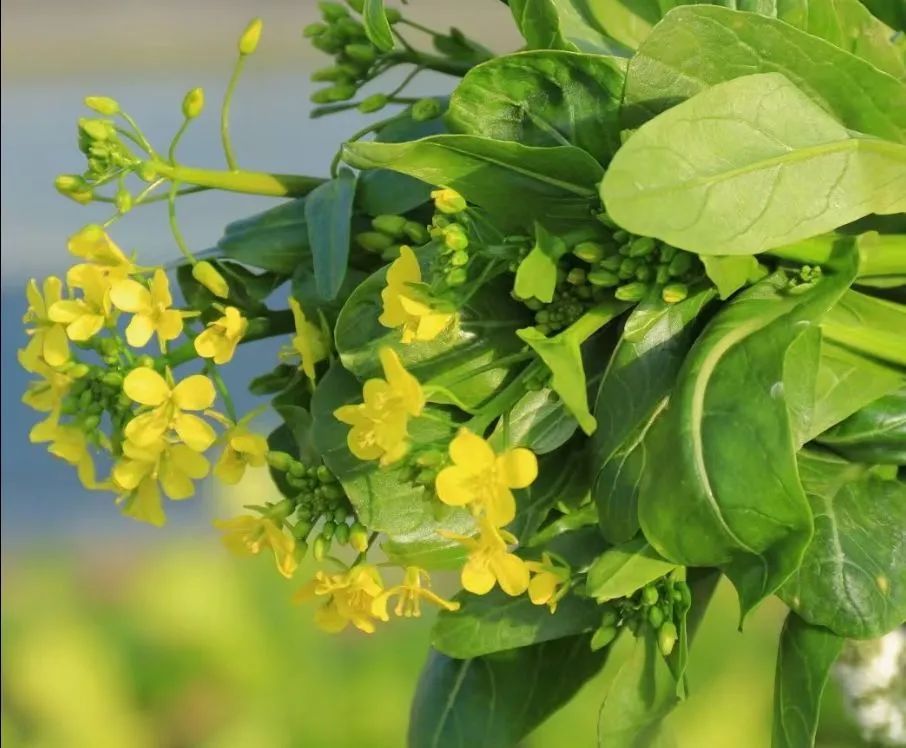 汇龙潭 | 掐一篮菜薹