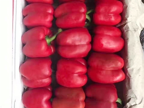 东莞大朗食堂蔬菜配送批发电话 蔬菜基地 新鲜配送 食材配送