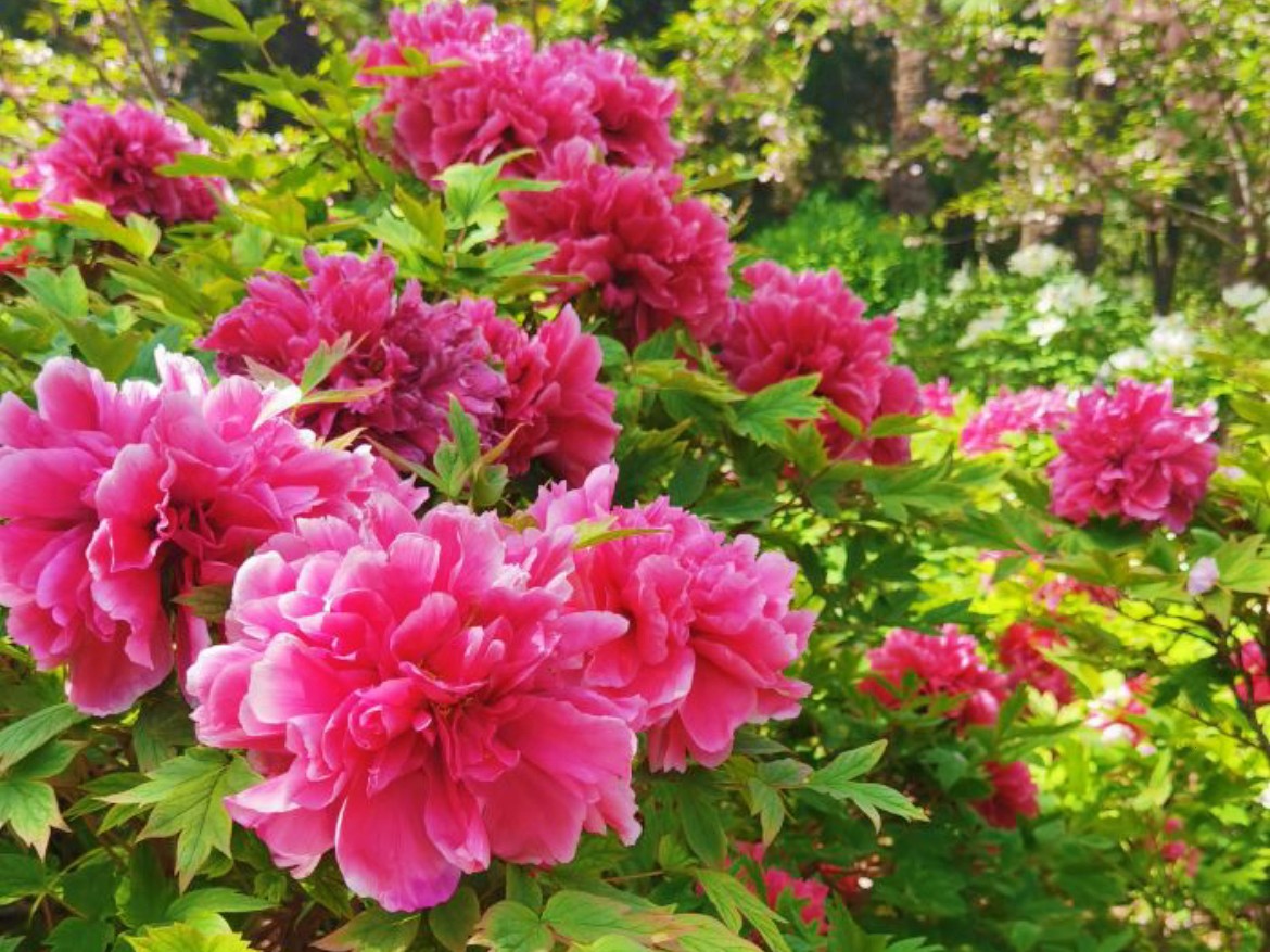 来洛阳必点的“6大美食”，都是“洛菜之魂”，你吃过几道？