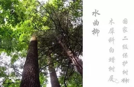 水曲柳家具到底好不好？