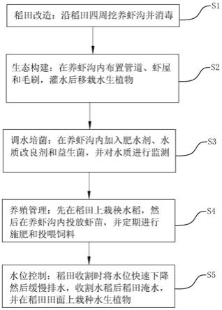 一种澳洲淡水龙虾稻田共作养殖方法与流程