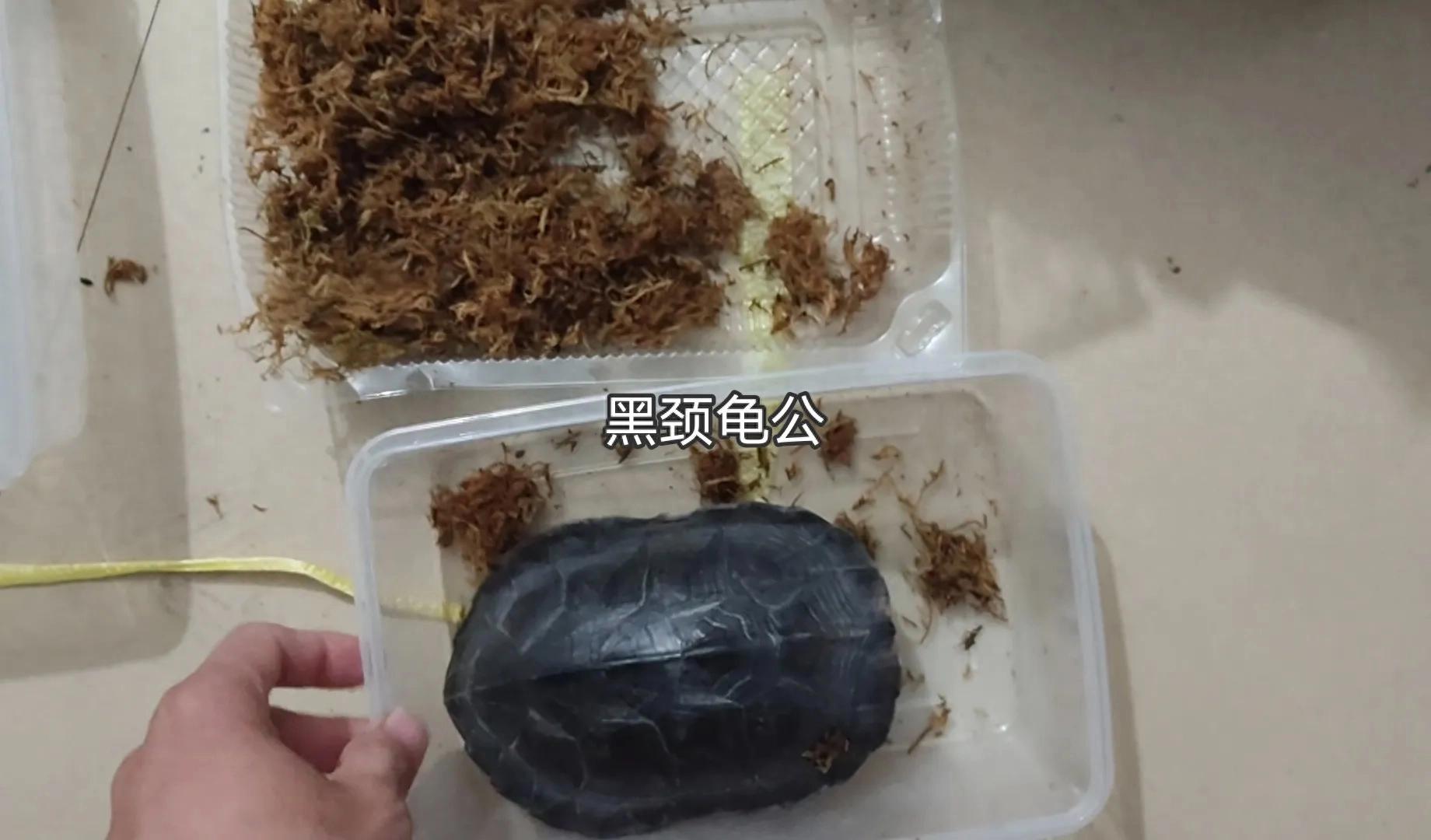 龟苗不适合冬眠，天气温度低容易腐皮、感冒、肺炎，怎么治疗