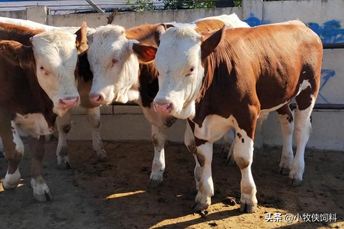 想靠养牛致富？西门塔尔牛养殖成本与利润，一定要搞清楚