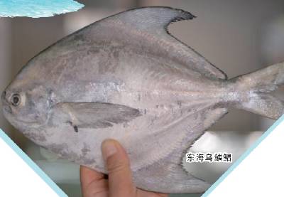 订购1斤多野生大黄鱼花了千元 东海禁捕就要来了老饕尝鲜又“囤”货